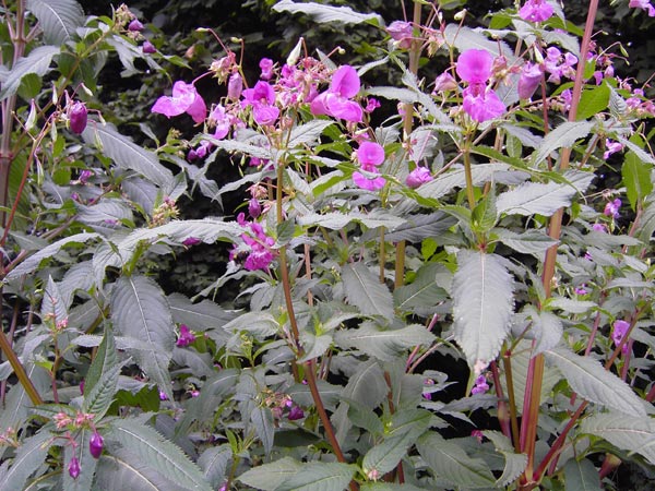 Springkraut